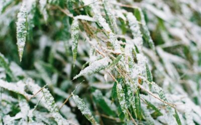10 Winter Landscaping Tips